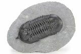 Morocconites Trilobite Fossil - Ofaten, Morocco #240488-3